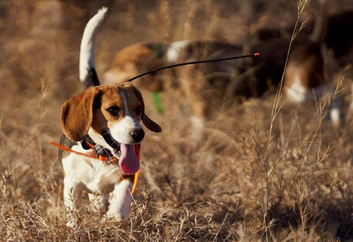 hunting dog hunting dog