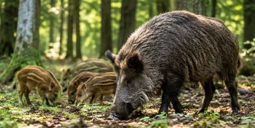 Kuidas lugeda metssigade liikumist: nende igapäevaste mustrite ja käitumise m...